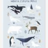 Affiche Animaux Pôle Nord/Sud Living Earth LILIPINSO Bleu Glacier - Lilipinso