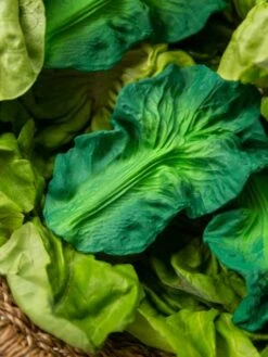 Jouet De Dentition Kendall La Feuille De Chou - OLI & CAROL Vert - Oli Et Carol -Enfants Meubles Magasin jouet de dentition kendall la feuille de chou oli carol 4